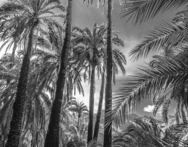 B/W