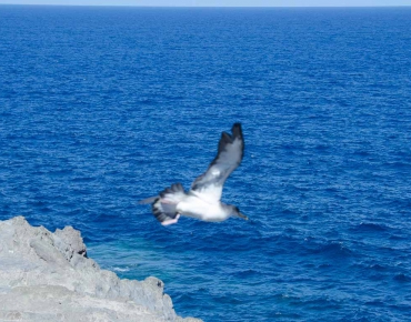 Sea